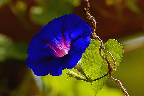 Resultado de imagen para flores campanitas azules